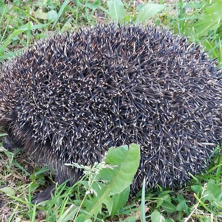 Willa Marysin Makow Podhalanski Dış mekan fotoğraf