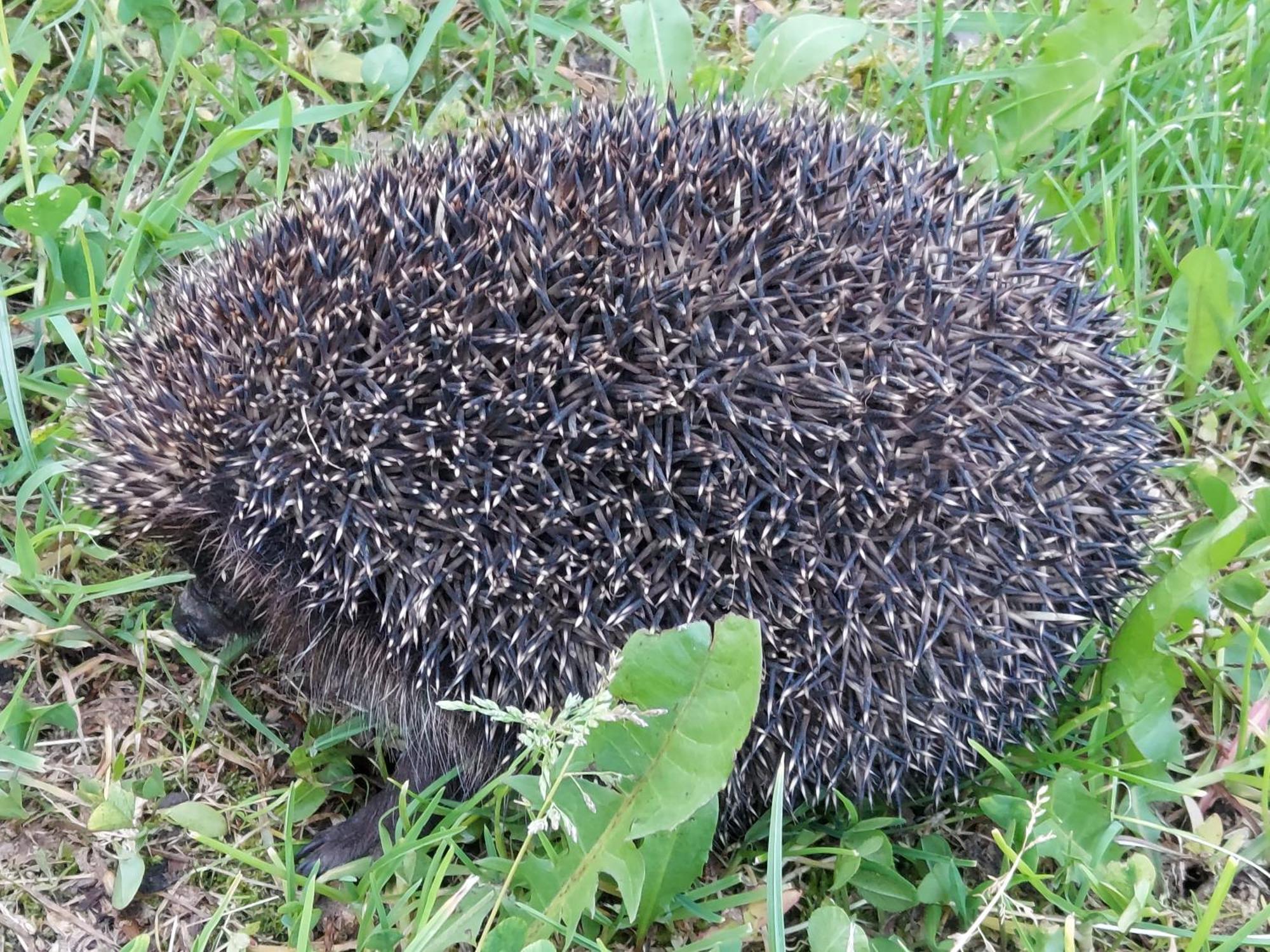 Willa Marysin Makow Podhalanski Dış mekan fotoğraf